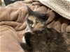 adoptable Cat in buford, GA named Tundra