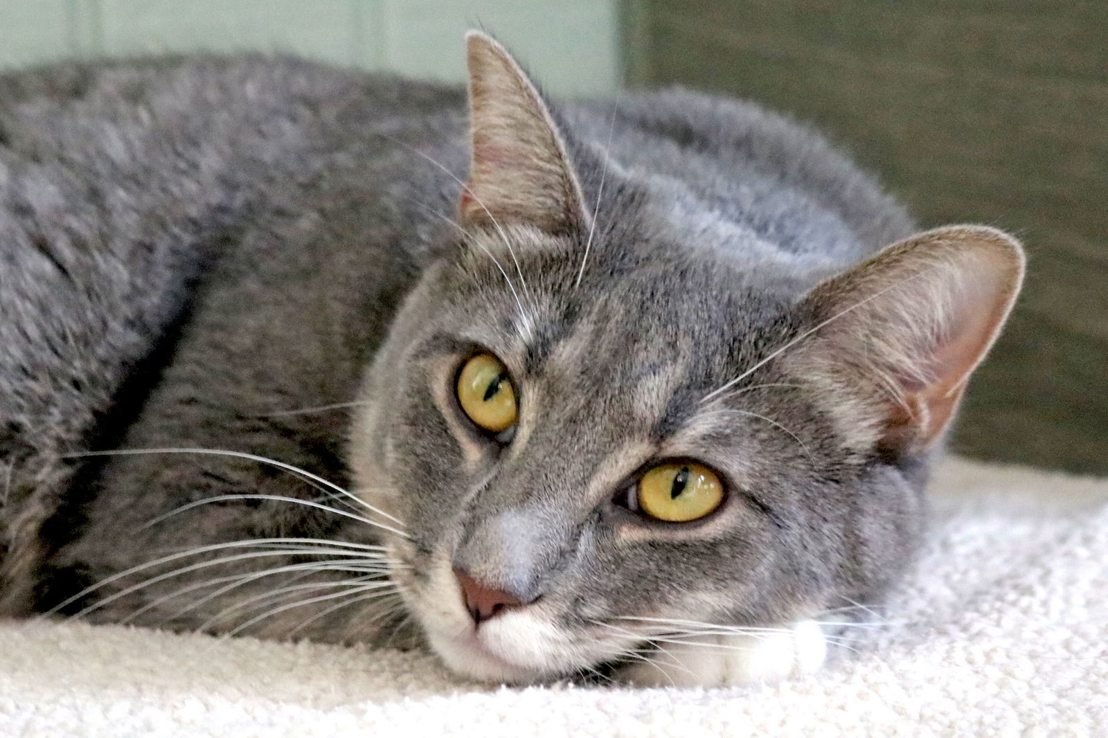 adoptable Cat in Buford, GA named Cadbury