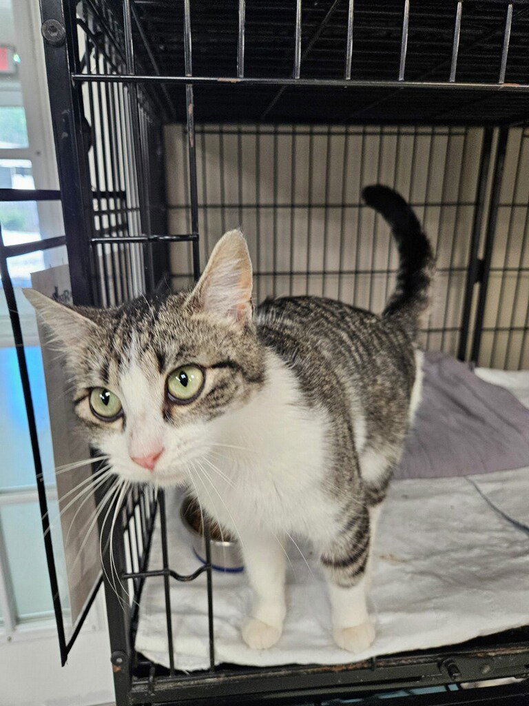 Cats for Adoption in Atlanta, Alpha Paw
