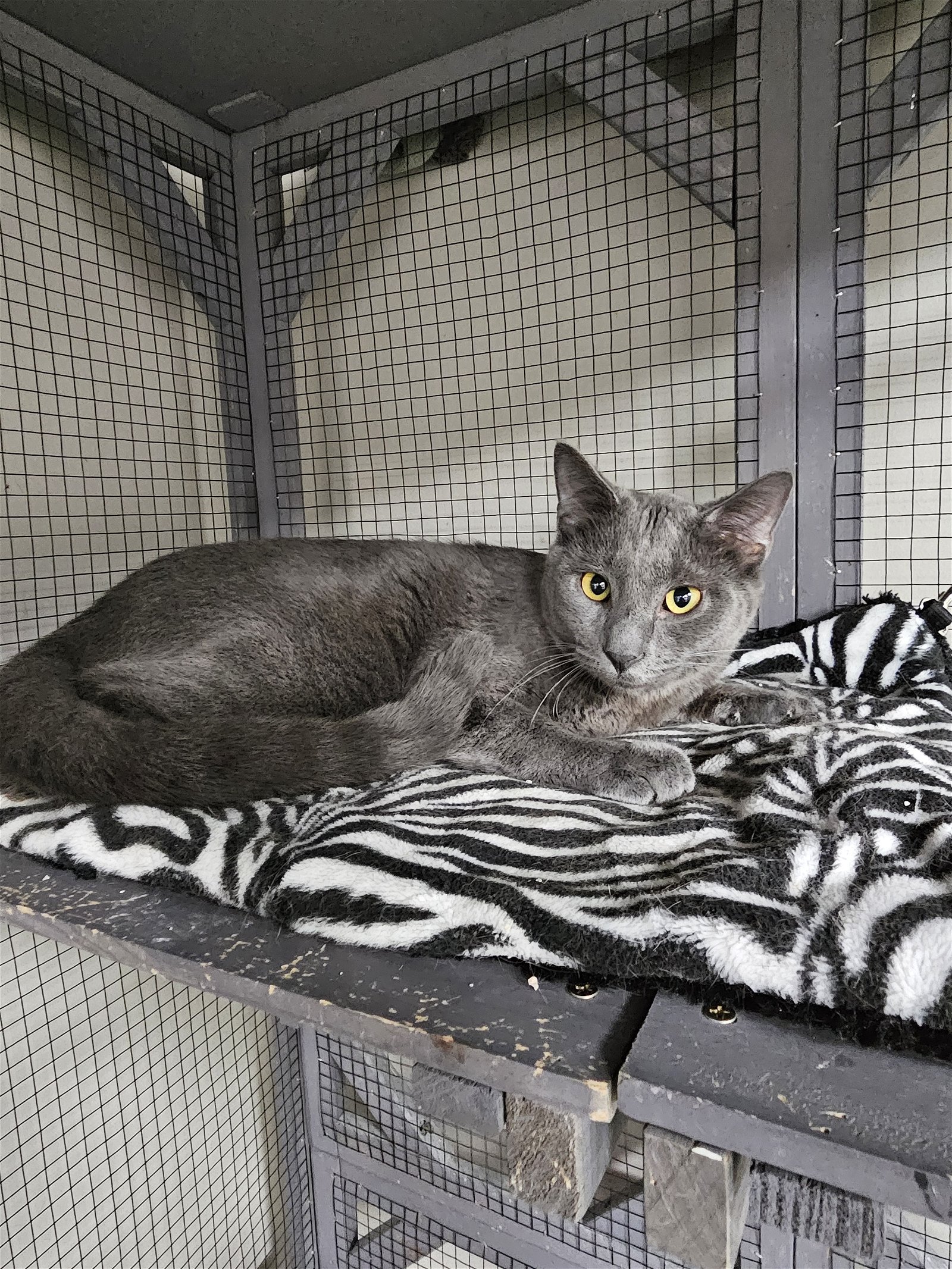adoptable Cat in Buford, GA named Knicki