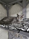 adoptable Cat in buford, GA named Knicki