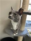 adoptable Cat in buford, GA named Shell