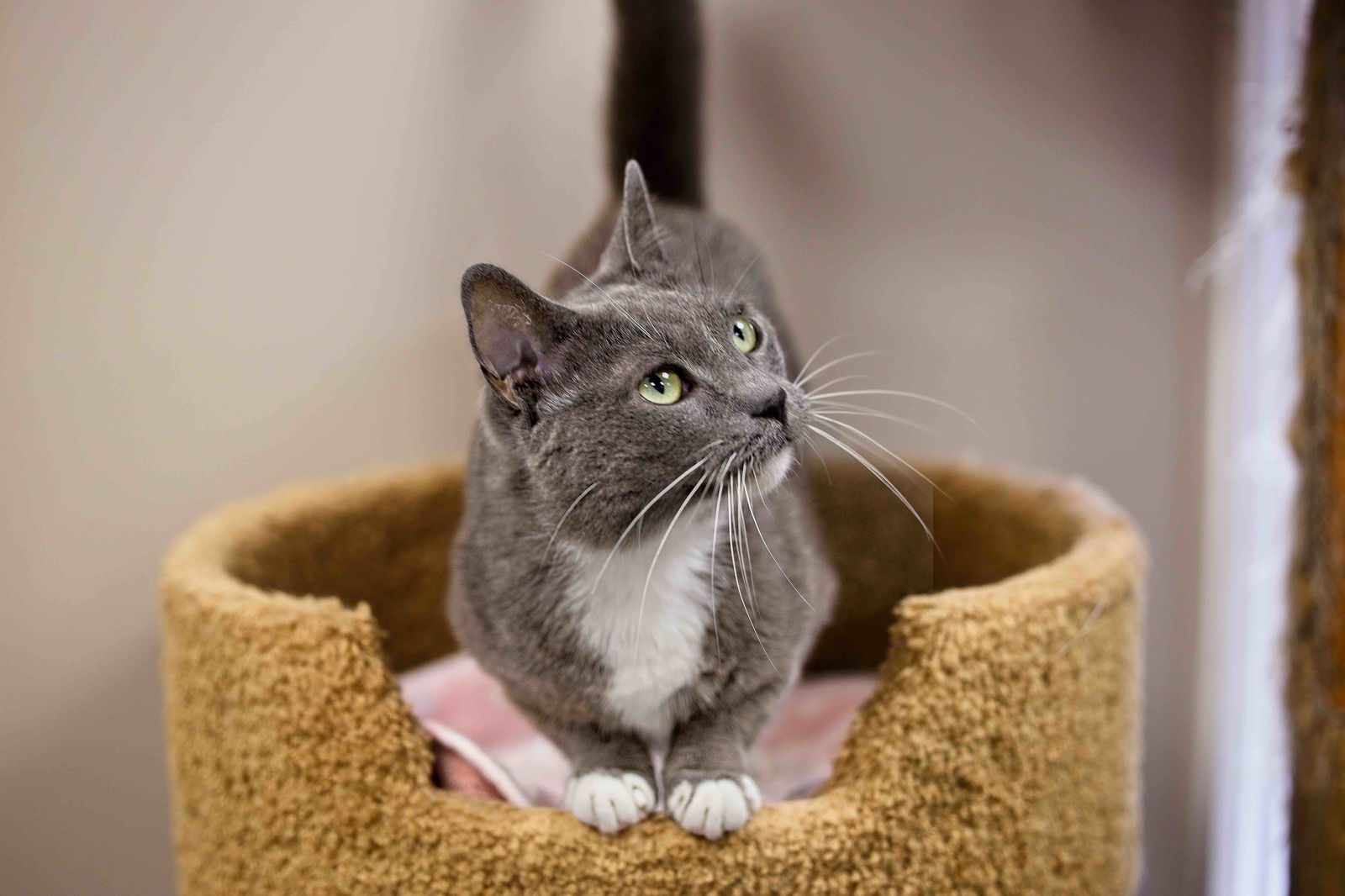 adoptable Cat in Buford, GA named Shell