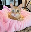 adoptable Cat in buford, GA named Kigmis