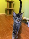 adoptable Cat in buford, GA named Martina