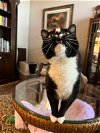 adoptable Cat in buford, GA named Zorro
