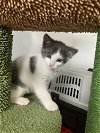 adoptable Cat in buford, GA named Rum