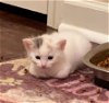adoptable Cat in buford, GA named Raisin