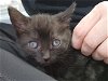 adoptable Cat in buford, GA named Marceline