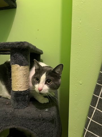 adoptable Cat in Buford, GA named Misty