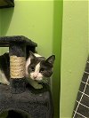 adoptable Cat in buford, GA named Misty