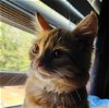 adoptable Cat in buford, GA named Loki