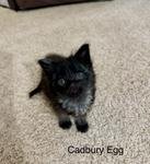 adoptable Cat in Buford, GA named Cadbury Egg