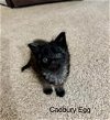 adoptable Cat in buford, GA named Cadbury Eggury ur