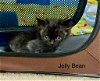 adoptable Cat in buford, GA named Jelly Bean