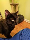 adoptable Cat in buford, GA named Harriett