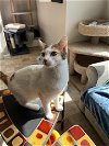adoptable Cat in buford, GA named Bella La Roux