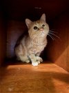 adoptable Cat in buford, GA named Alenia