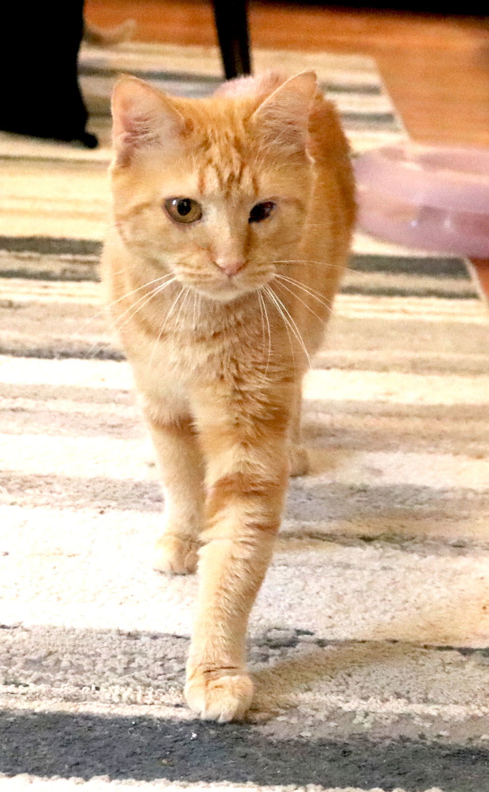 adoptable Cat in Buford, GA named Alenia