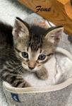 adoptable Cat in Buford, GA named Feme