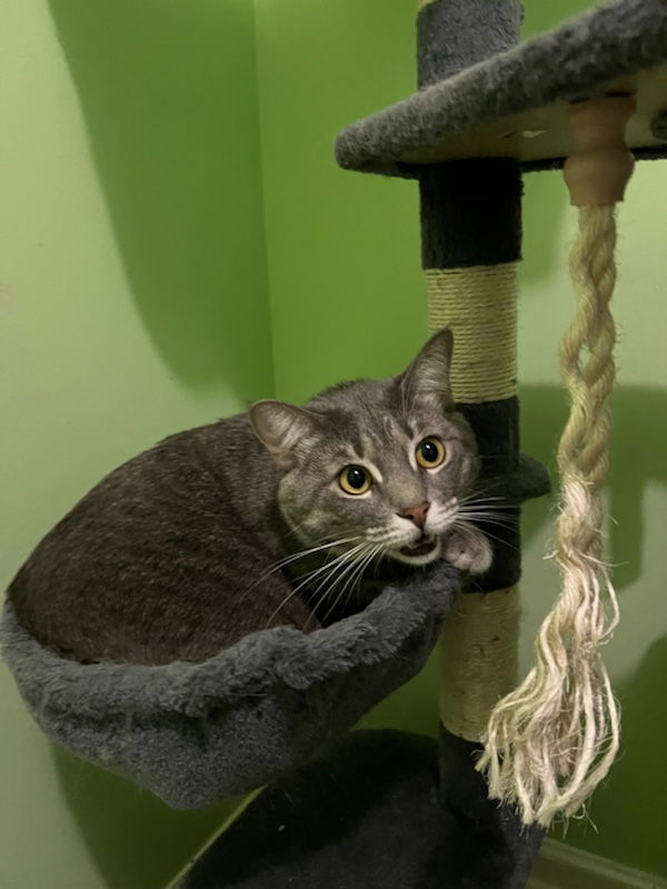 adoptable Cat in Buford, GA named Nimble