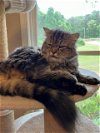 adoptable Cat in buford, GA named Barney