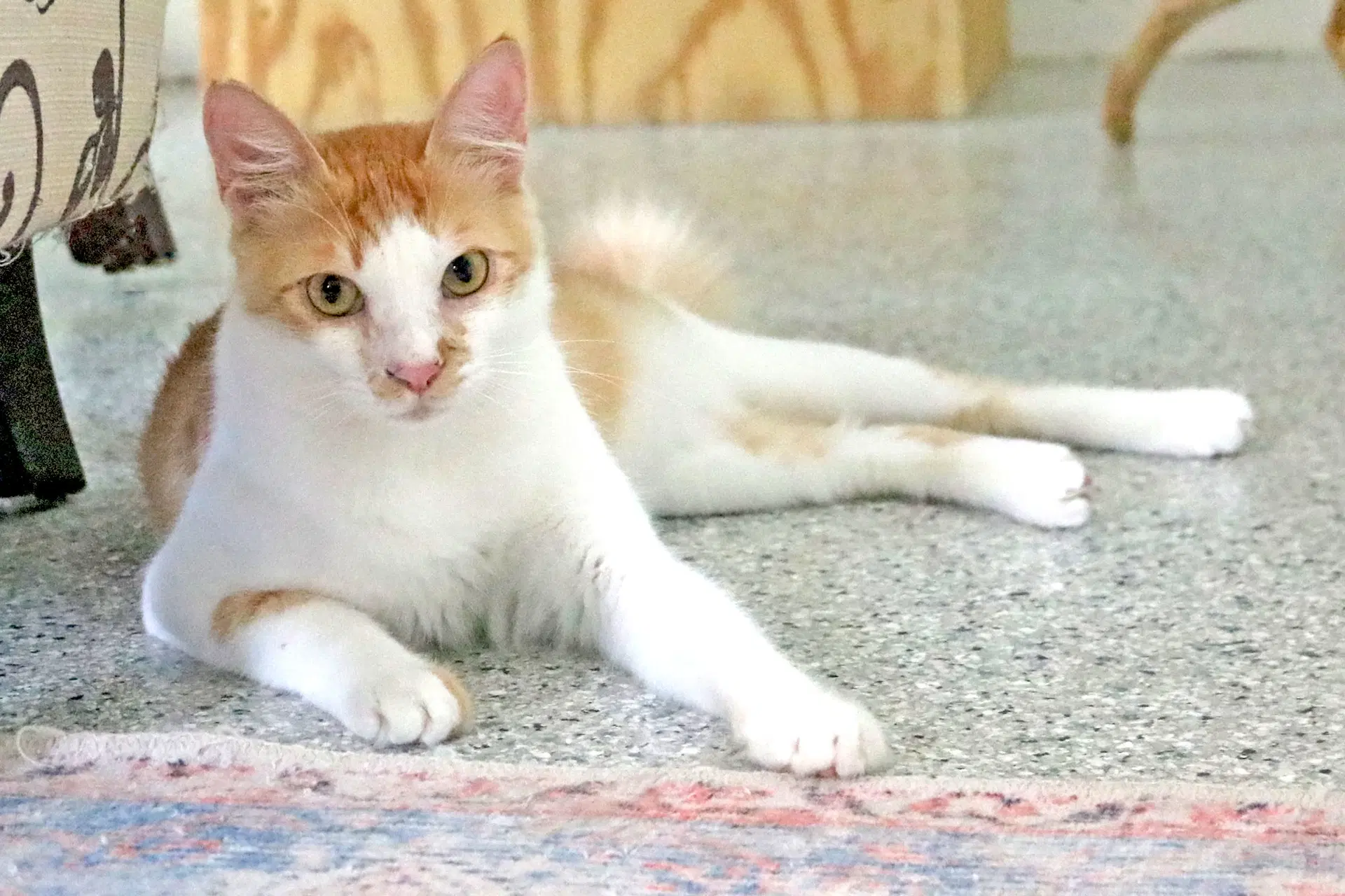 Romi - Domestic Short Hair