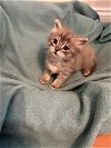 adoptable Cat in buford, GA named Celeste