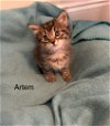 adoptable Cat in  named Artem