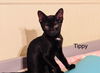 Tippy