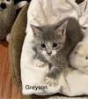 Greyson