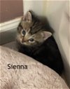 adoptable Cat in  named Sienna