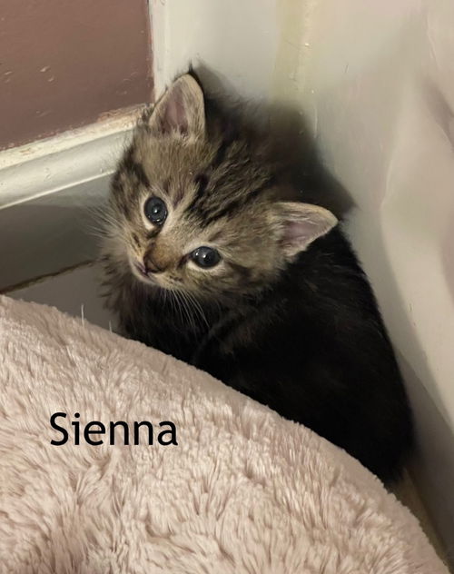 Sienna