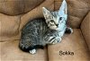 adoptable Cat in  named Sokka