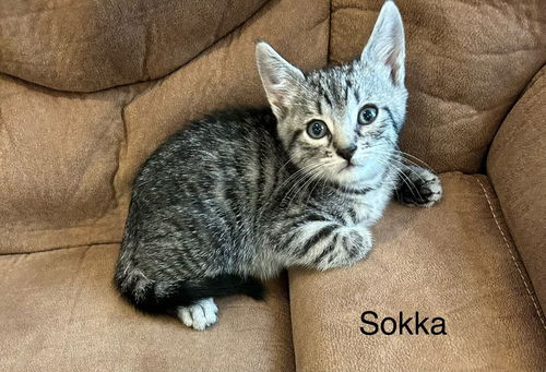 Sokka