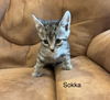 Sokka