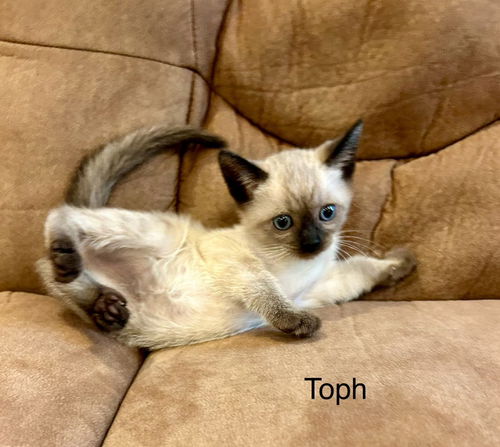 Toph
