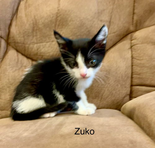 Zuko