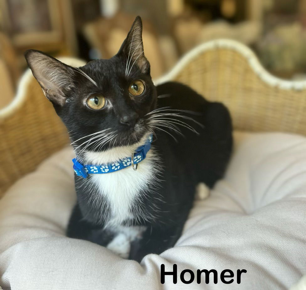 adoptable Cat in Buford, GA named Homer