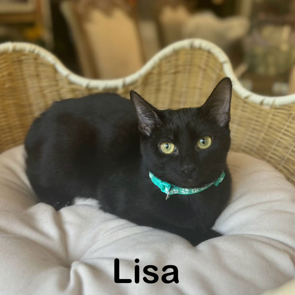 adoptable Cat in Buford, GA named Lisa