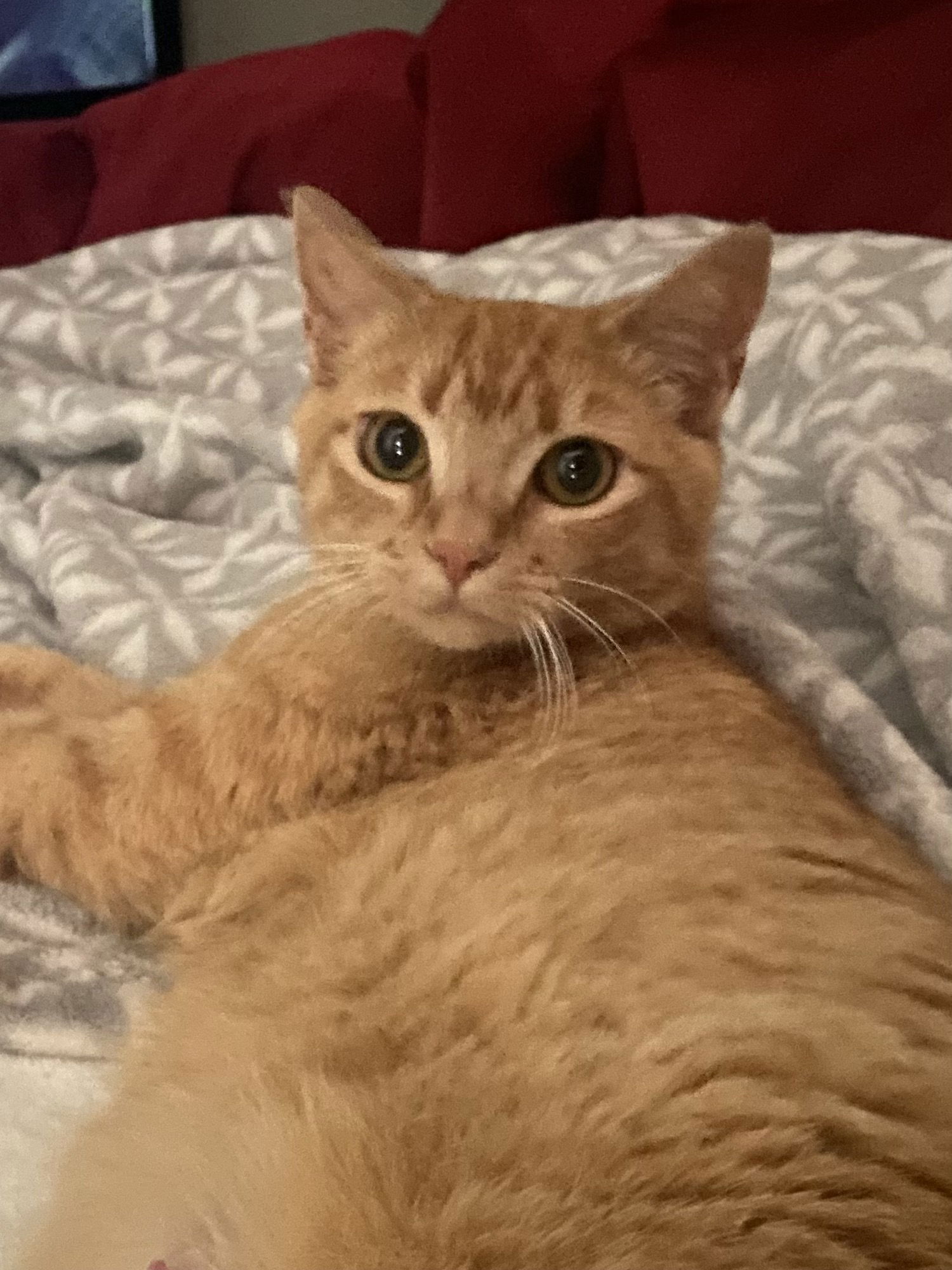 adoptable Cat in Buford, GA named Apricot