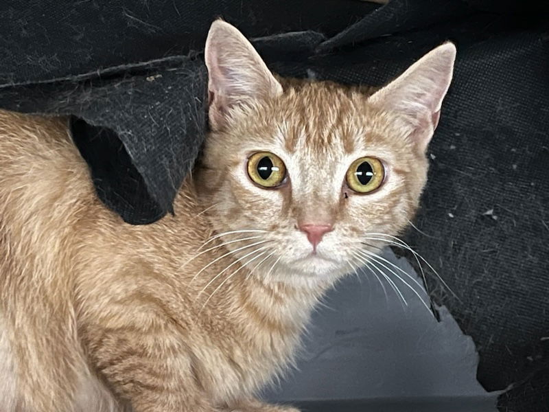 adoptable Cat in Buford, GA named Yoyo