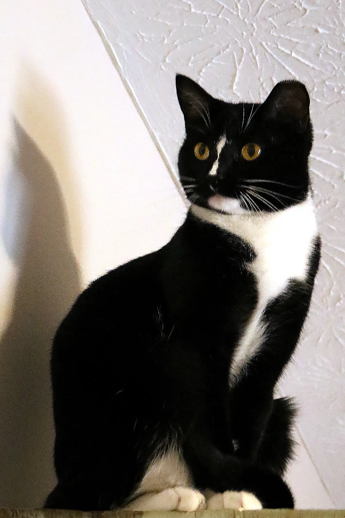 Scout - Domestic Short Hair