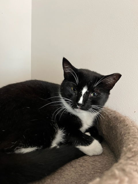 adoptable Cat in Buford, GA named scout