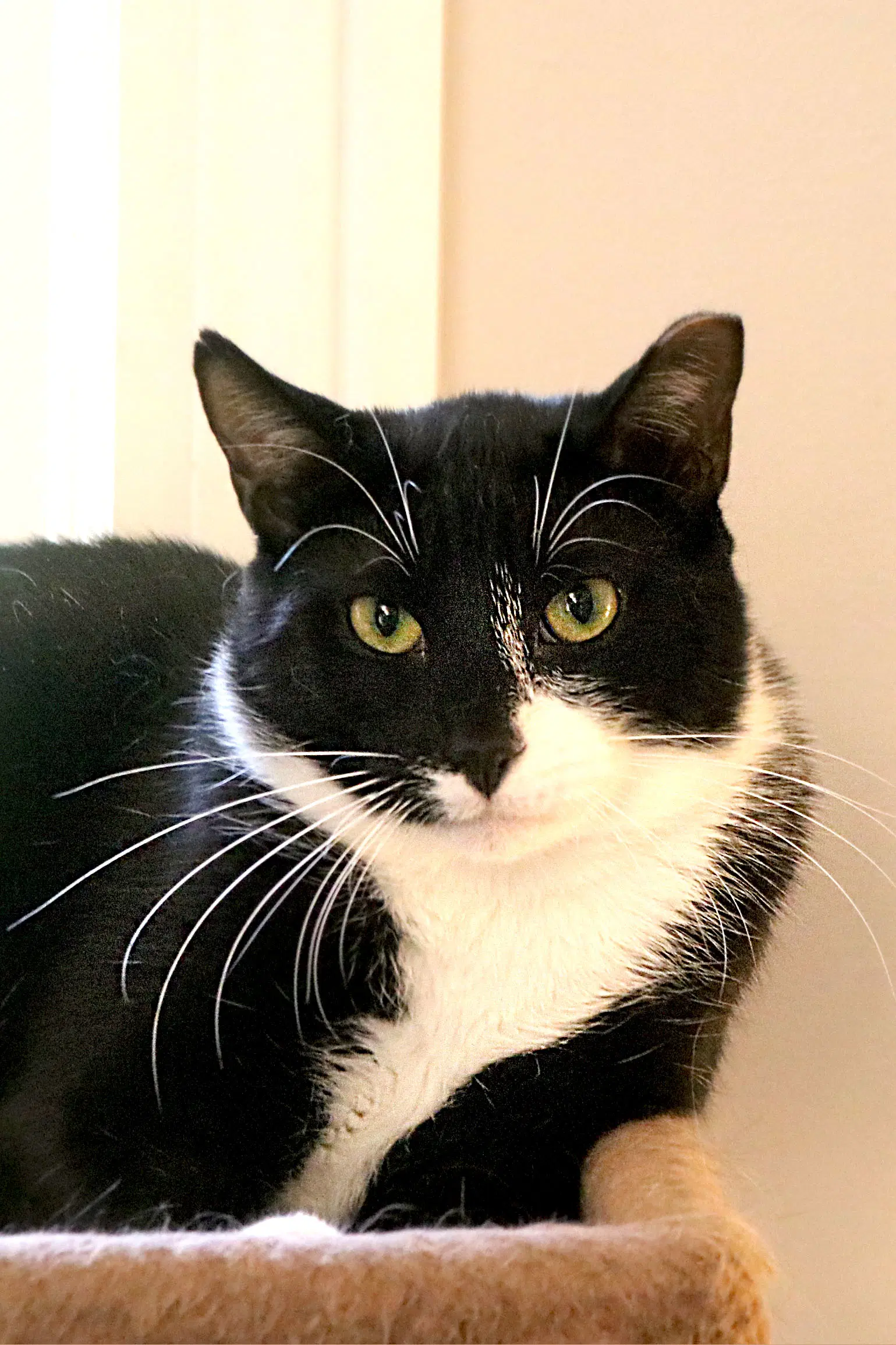 Kent - Domestic Short Hair