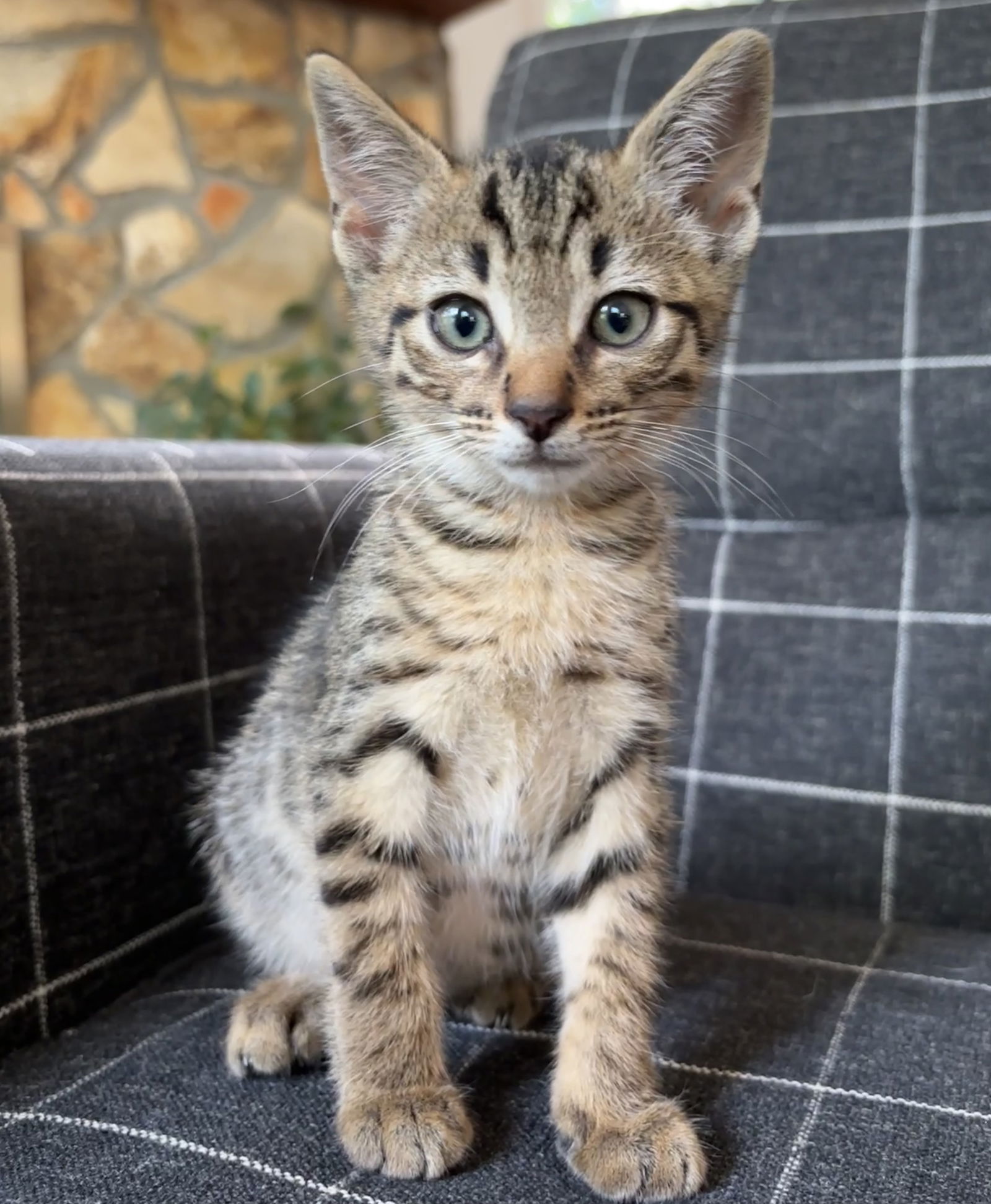 adoptable Cat in Buford, GA named Bogan