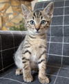 adoptable Cat in buford, GA named Bogan