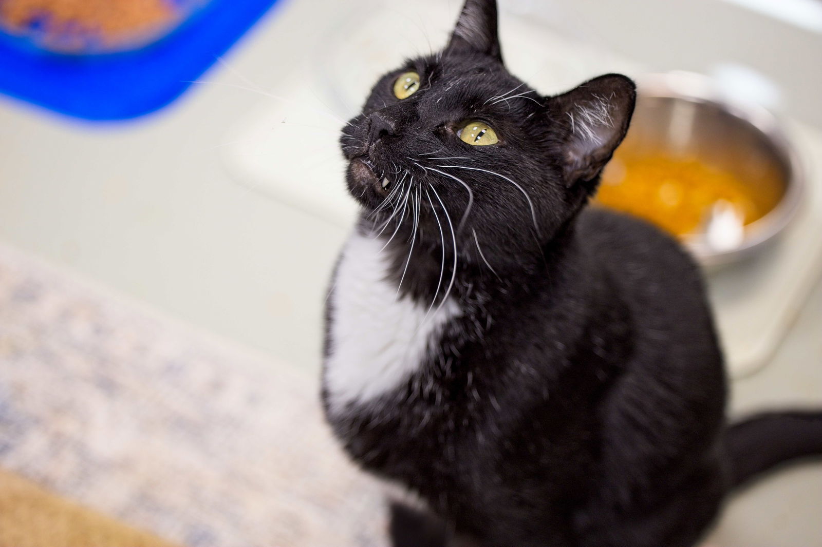 adoptable Cat in Buford, GA named Rocket