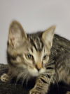 adoptable Cat in buford, GA named Kyrie