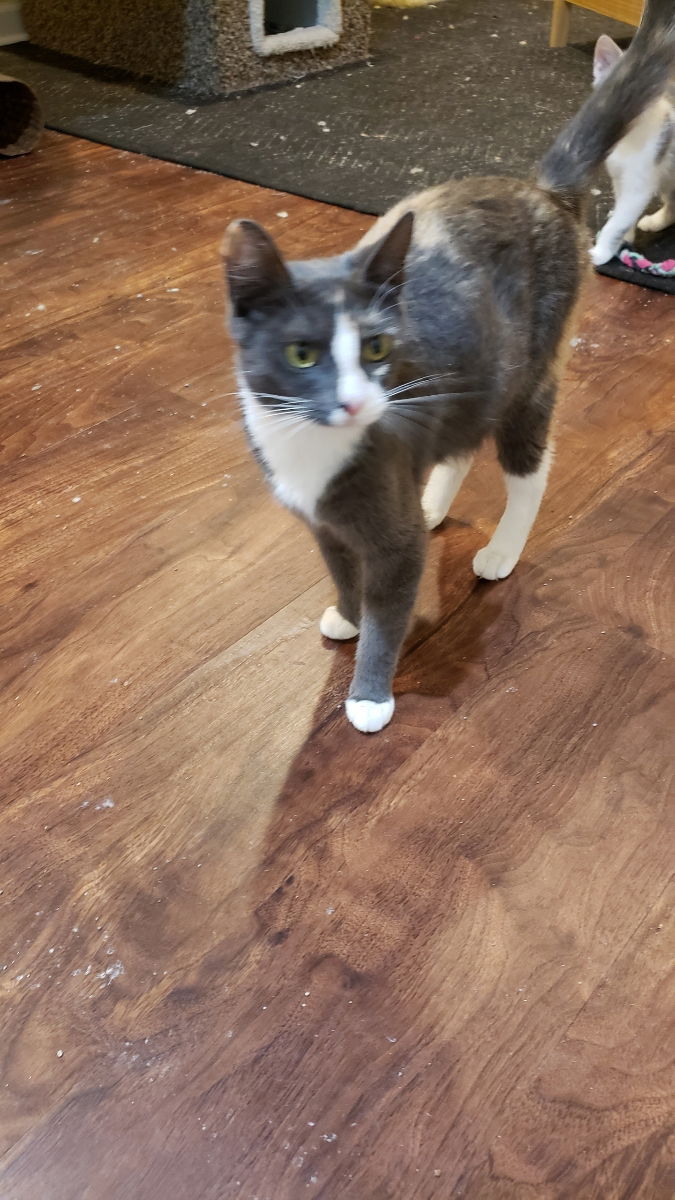 adoptable Cat in Buford, GA named Aurie